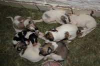 /album/puppies-b/pidizvove-jpg1/